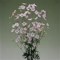 Jenny's Pearl Pink Delphinium