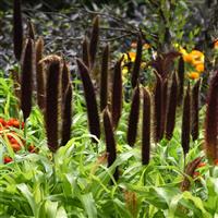 Jade Princess Ornamental Millet