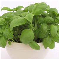 Genovese Basil