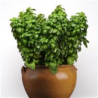 Genovese Basil