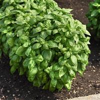 Genovese Basil