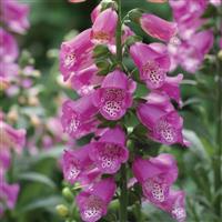 Digitalis Panther