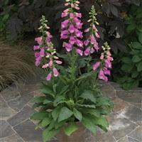 Digitalis Panther