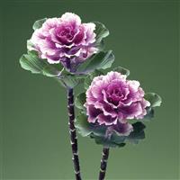 Flare Rose Flowering Kale