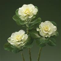 Flare White Flowering Kale