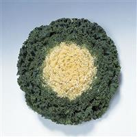 Kamome White Flowering Kale