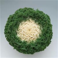 Kamome Bright White Flowering Kale