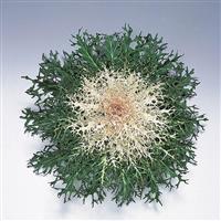 Peacock White Flowering Kale