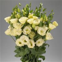 Advantage Yellow Cut Flower Lisianthus
