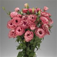 Advantage Cherry Sorbet Cut Flower Lisianthus