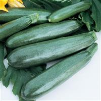 Ball’s Zucchini II Squash