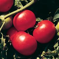 Supersonic Tomato