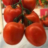 Venti Salad Tomato