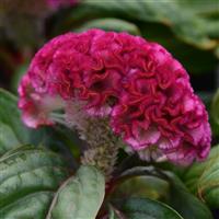 Concertina™ Pink Celosia