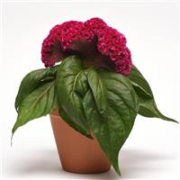 Concertina™ Pink Celosia