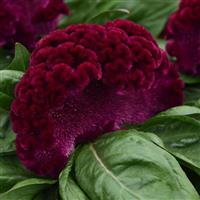 Concertina™ Purple Celosia