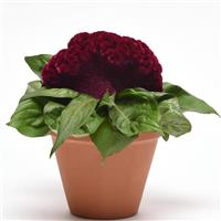 Concertina™ Purple Celosia