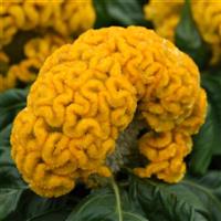 Concertina™ Yellow Celosia