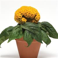 Concertina™ Yellow Celosia