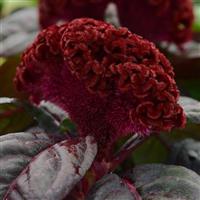 Concertina™ Red Dark Leaf Celosia