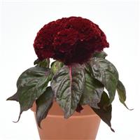 Concertina™ Red Dark Leaf Celosia