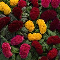 Concertina™ Mixture Celosia