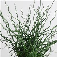 Twister ColorGrass® Juncus