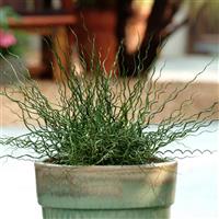 Twister ColorGrass® Juncus