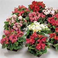 Ambassador Mix Begonia