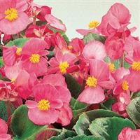 Ambassador Pink Begonia