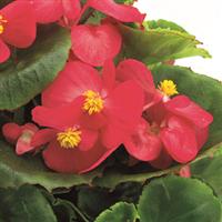 Ambassador Rose Begonia
