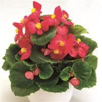 Ambassador Rose Begonia
