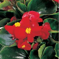 Ambassador Scarlet Begonia