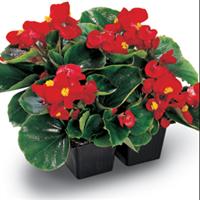 Ambassador Scarlet Begonia