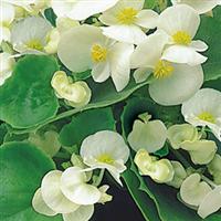 Ambassador White Begonia