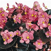 Cocktail Gin Begonia