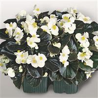Cocktail Whiskey Begonia