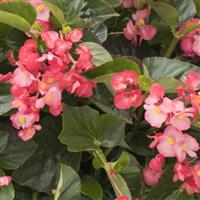 Viking XL Pink on Green Begonia