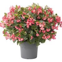 Viking XL Pink on Green Begonia