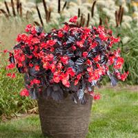 Viking XL Red on Chocolate Begonia