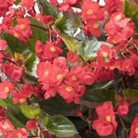 Viking XL Red on Green Begonia
