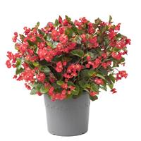 Viking XL Red on Green Begonia
