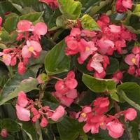 Viking XL Rose on Green Begonia