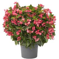 Viking XL Rose on Green Begonia