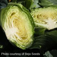 Big Flat Head Cabbage