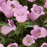 Appeal Pink Campanula