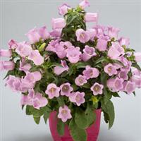 Appeal Pink Campanula
