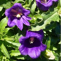 Appeal Deep Blue Campanula