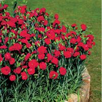 Can Can Scarlet Carnation