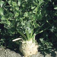 Rowena Celeriac